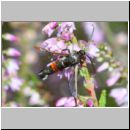 Synanthedon formicaeformis - Glasfluegler 15a auf Heide - Sandgrube Niedringhaussee.jpg